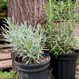 Plantas Aromáticas