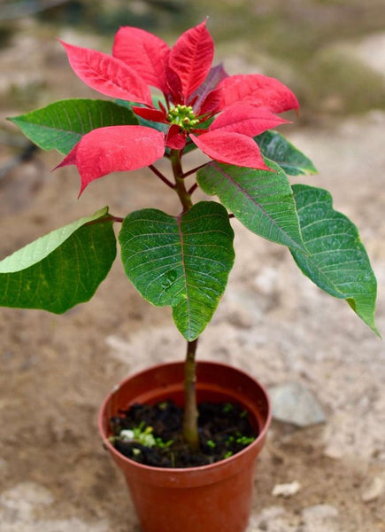 Flor de Pascua Roja - Pequeña