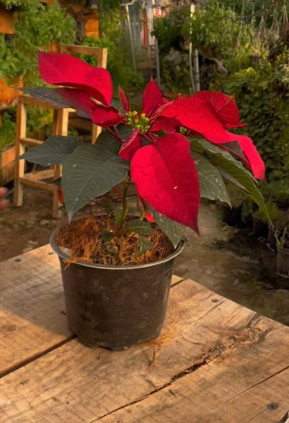 Flor de Pascua Roja - Pequeña