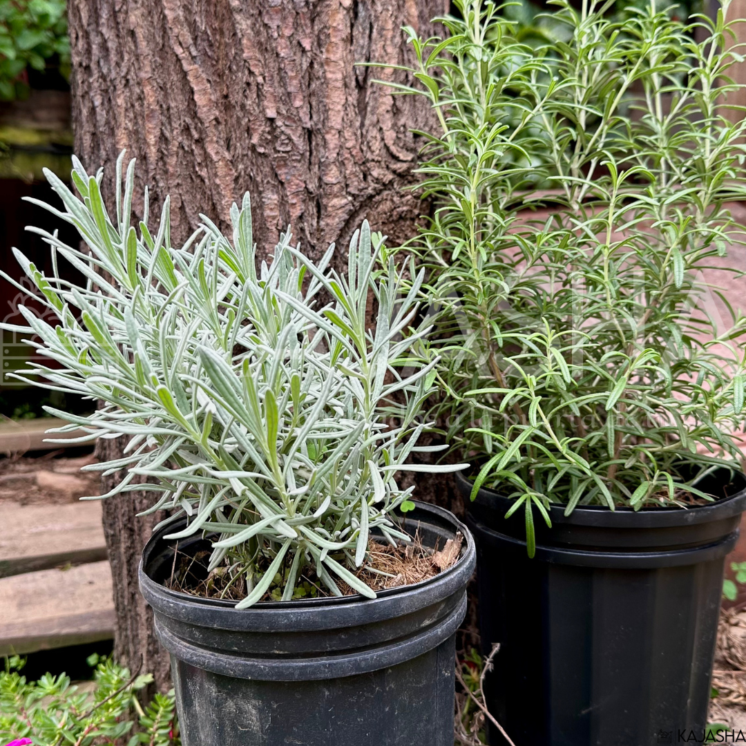 DUO: Lavanda + Romero