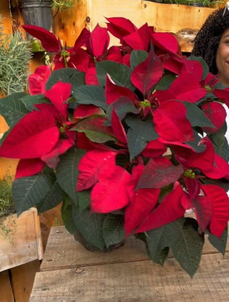 Flor de Pascua Roja - Pequeña