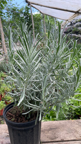 Planta de Lavanda
