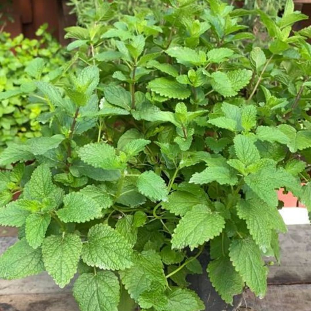 Planta de Melissa