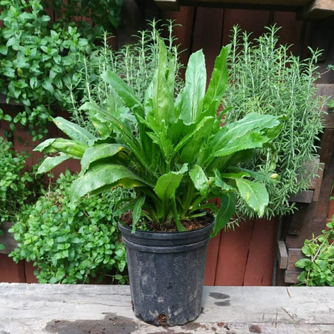 Planta de Cilantro Ancho