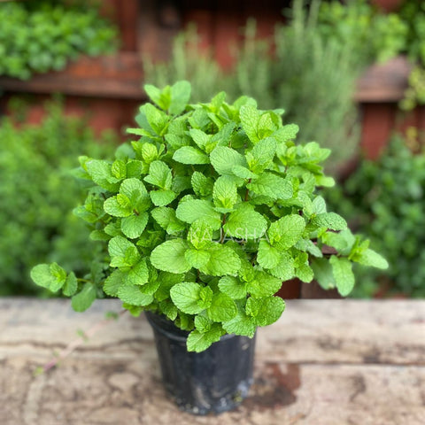 Planta de Hierbabuena