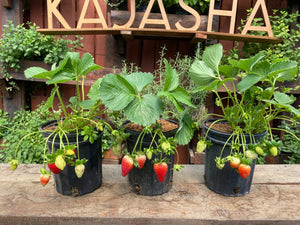 3 plantas de fresas