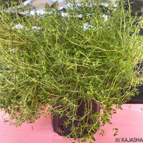 Planta de Tomillo