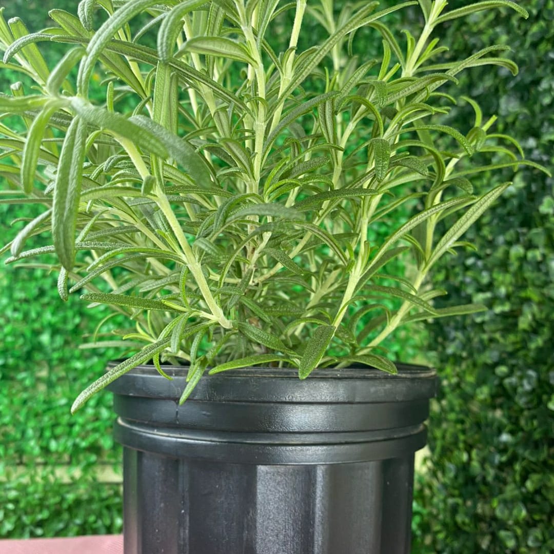 Planta de Romero